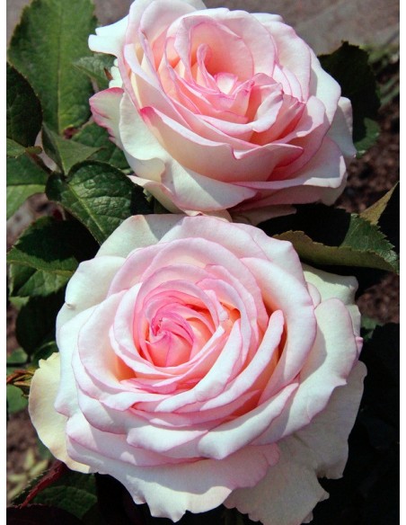 MOONSTONE róża wielkokwiatowa