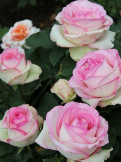 MOONSTONE róża wielkokwiatowa 2