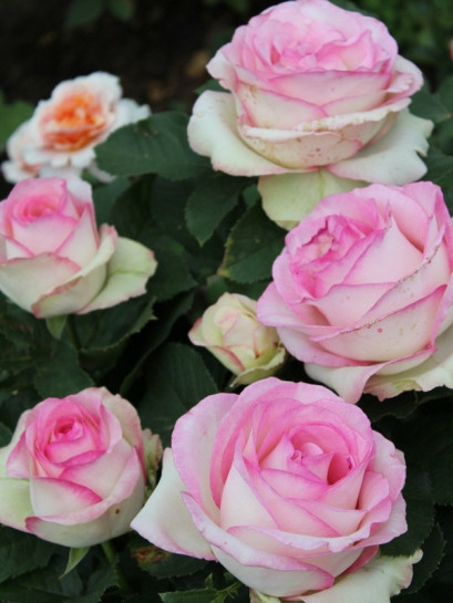 MOONSTONE róża wielkokwiatowa