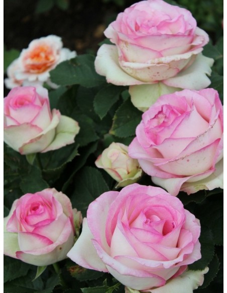 MOONSTONE róża wielkokwiatowa