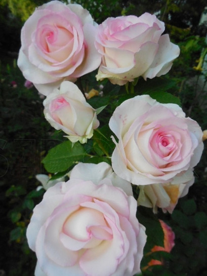 MOONSTONE róża wielkokwiatowa