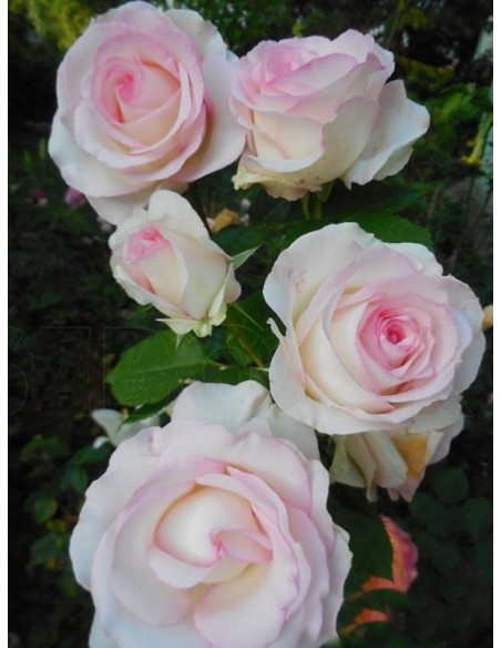 MOONSTONE róża wielkokwiatowa