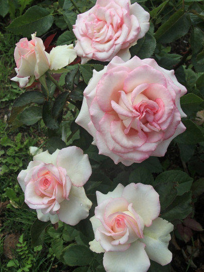 MOONSTONE róża wielkokwiatowa