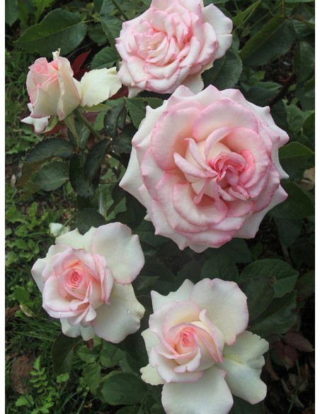 MOONSTONE róża wielkokwiatowa