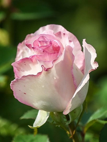 MOONSTONE róża wielkokwiatowa