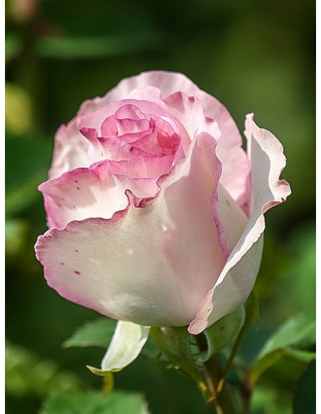 MOONSTONE róża wielkokwiatowa