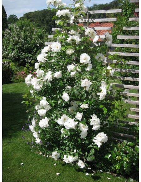 Schneewittchen Clb. róże pnące