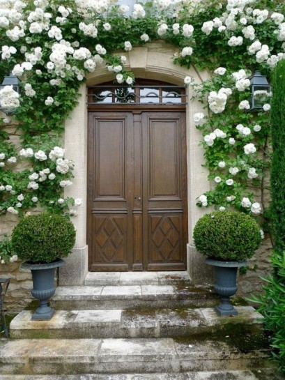 róże pnące Schneewittchen Clb.