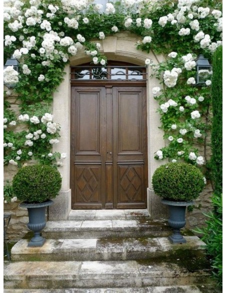 róże pnące Schneewittchen Clb.