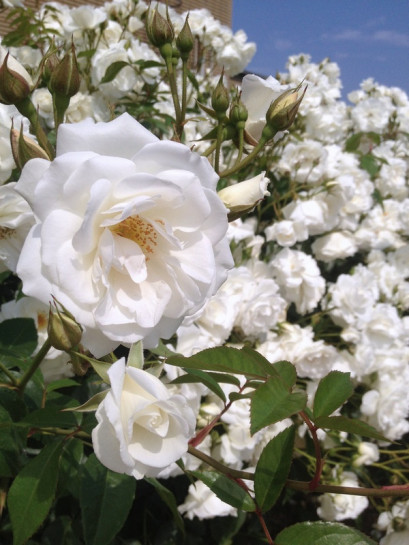 Schneewittchen Clb. białe róże pnące