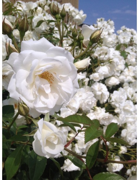 Schneewittchen Clb. białe róże pnące
