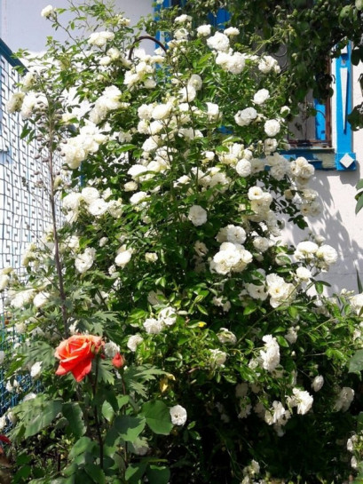 białe róże pnące Schneewittchen Clb