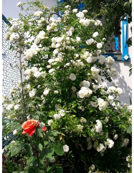 białe róże pnące Schneewittchen Clb