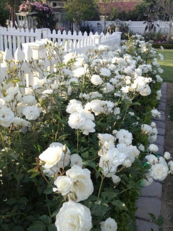 Schneewittchen róże rabatowe