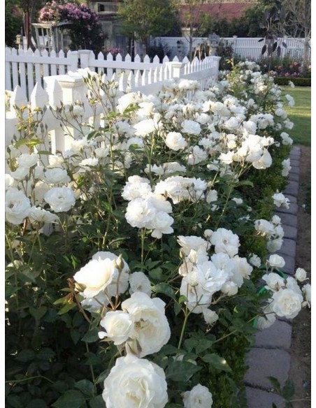 Schneewittchen róże rabatowe