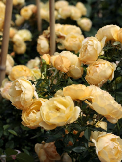 roze lososiowo-żółte pienne 2