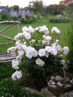 Schneewittchen róże rabatowe 2