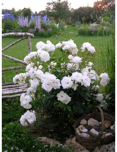 róże rabatowe Schneewittchen