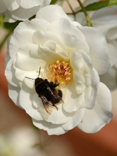 Schneewittchen białe róże rabatowe