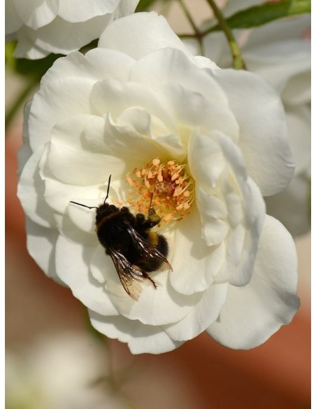 Schneewittchen białe róże rabatowe