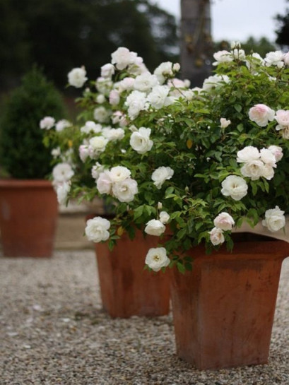 białe róże rabatowe Schneewittchen