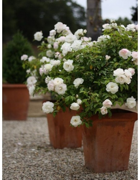 białe róże rabatowe Schneewittchen