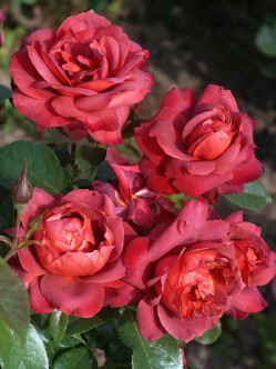 hot chocolate róże rabatowe