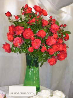 hot chocolate róże rabatowe 2