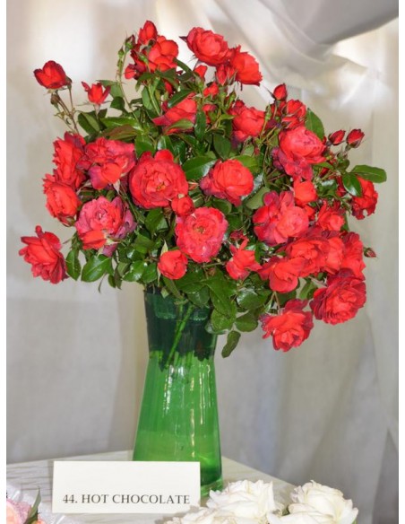 hot chocolate brązowe rabatowe róże