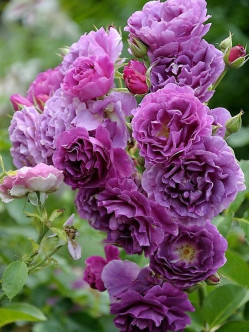 Minerva róze rabatowe niebieskie