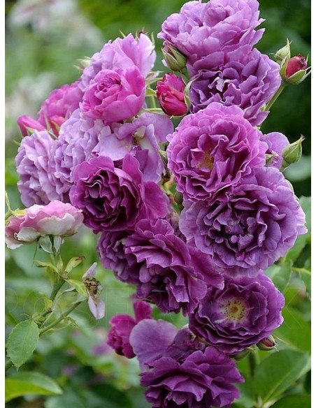 Minerva róze rabatowe niebieskie