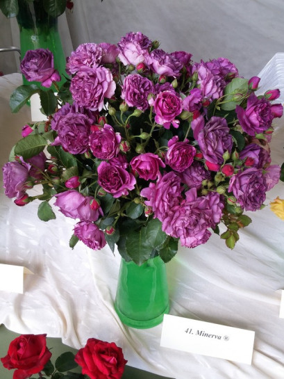  róże rabatowe niebieskie Minerva