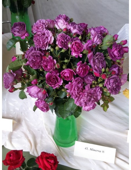  róże rabatowe niebieskie Minerva