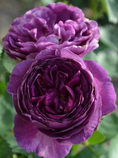 Minerva niebieskie róże rabatowe