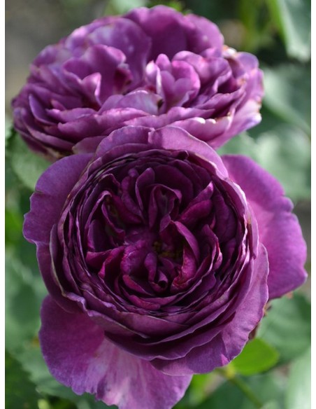 Minerva niebieskie róże rabatowe