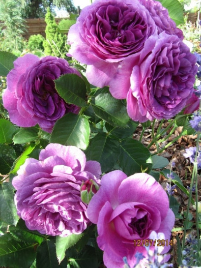 niebieskie róże rabatowe Minerva