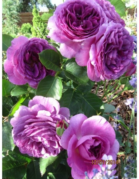 niebieskie róże rabatowe Minerva