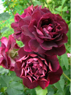 Burgundy Ice róże rabatowe