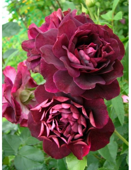 Burgundy Ice róże rabatowe