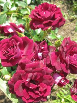 Burgundy Ice róże rabatowe 2