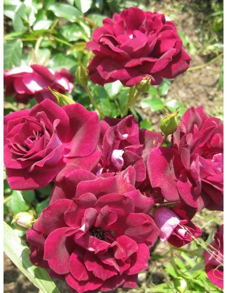 Burgundy Ice rabatowe bordowe róże