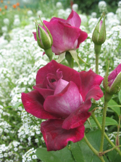 róże rabatowe Burgundy Ice