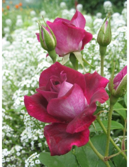 róże rabatowe Burgundy Ice