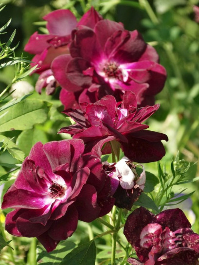 róże rabatowe Burgundy Ice bordowe