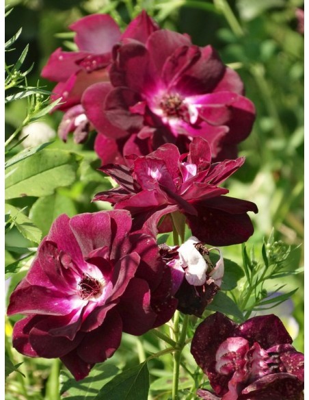 róże rabatowe Burgundy Ice bordowe