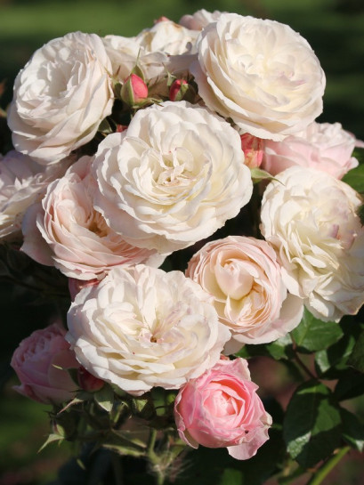 Bouquet Parfait róże krzaczaste