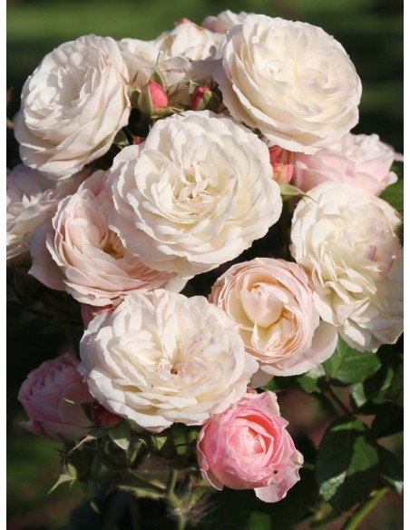 Bouquet Parfait róże krzaczaste