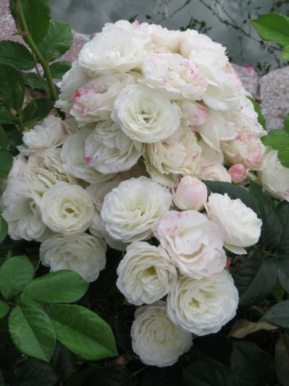 Bouquet Parfait krzaczaste róże