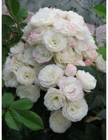 Bouquet Parfait krzaczaste róże