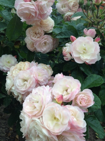 róże krzaczaste Bouquet Parfait